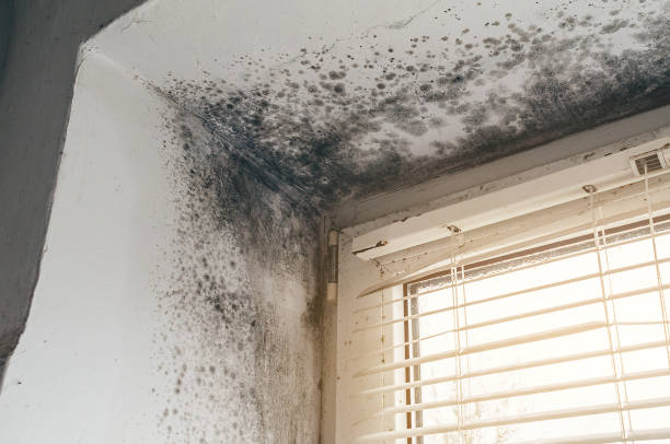 Affordable Mold Cleanup solutions in Wanaque, NJ